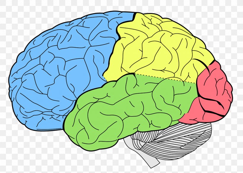 Lobes Of The Brain Frontal Lobe Temporal Lobe Parietal Lobe, PNG, 1280x914px, Watercolor, Cartoon, Flower, Frame, Heart Download Free
