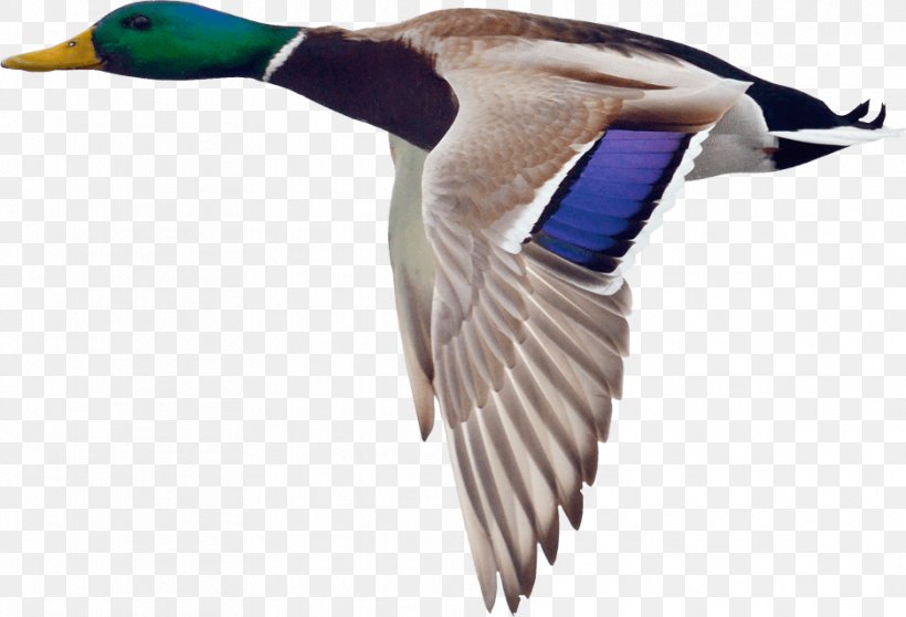 Mallard Duck Goose Bird Hunting, PNG, 937x638px, Mallard, Anatidae, Animal, Beak, Bird Download Free