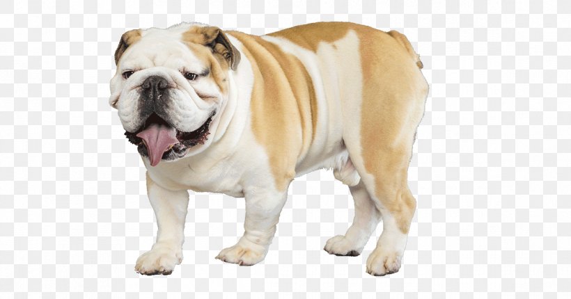 Old English Bulldog French Bulldog Toy Bulldog American Bulldog, PNG, 1170x614px, Bulldog, American Bulldog, Ancient Dog Breeds, Australian Bulldog, Boxer Download Free