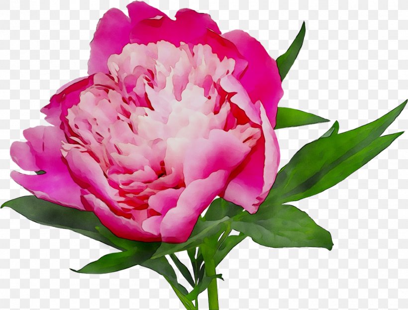 Peony Cut Flowers Online Shopping White Pink, PNG, 1404x1067px, Peony, Botany, Chinese Peony, Common Peony, Cut Flowers Download Free