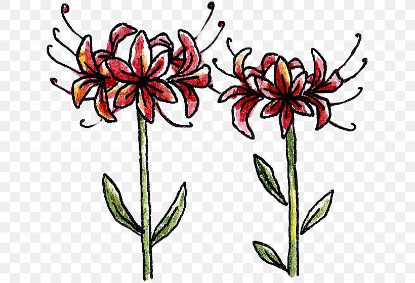 Plant Red Spider Lily Clip Art Png 640x560px Plant Cut Flowers Flora Floral Design Flower Download