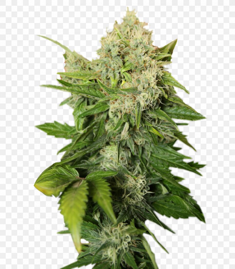 Cannabis Sativa Cannabis Cup Skunk Cannabis Tea Marijuana, PNG, 914x1044px, Cannabis Sativa, Autoflowering Cannabis, Cannabis, Cannabis Cup, Cannabis Ruderalis Download Free
