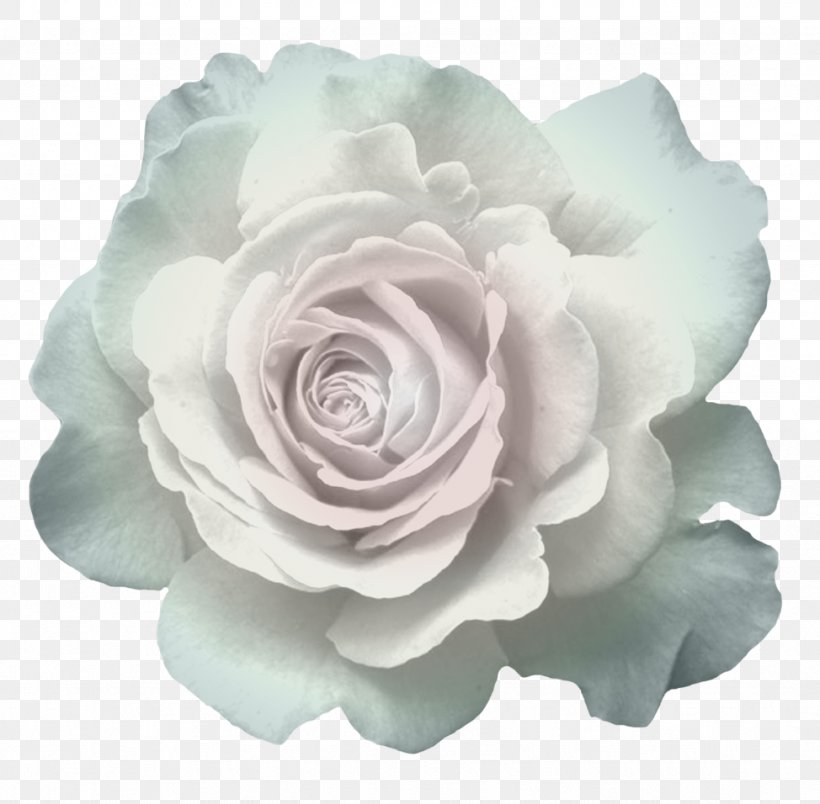 Garden Roses Cabbage Rose Cut Flowers Floribunda, PNG, 974x956px, Garden Roses, Artificial Flower, Cabbage Rose, Cut Flowers, Floribunda Download Free