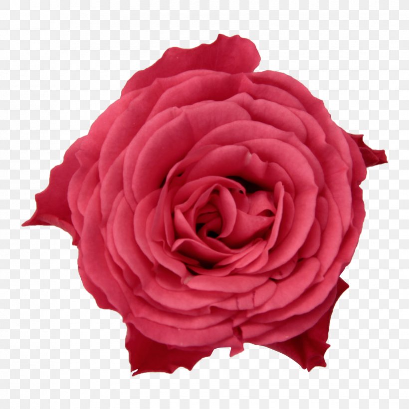 Garden Roses Cabbage Rose Floribunda Infinity 2018 Rose Breeding, PNG, 1831x1831px, Garden Roses, Between, Cabbage Rose, Centimeter, Cut Flowers Download Free