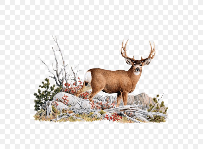 Reindeer White-tailed Deer Red Deer Glen Affric, PNG, 600x600px, Reindeer, Animal, Antler, Deer, Elk Download Free