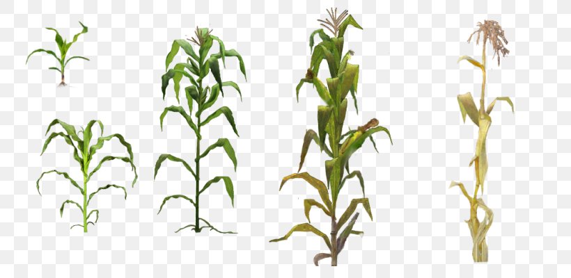 Corn On The Cob Field Corn Clip Art, PNG, 800x400px, Corn On The Cob, Aquarium Decor, Branch, Commodity, Corn Download Free