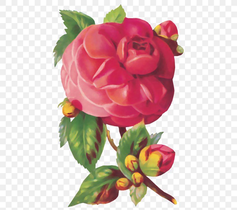 Flower Friendship Garden Roses, PNG, 490x728px, Flower, Artificial Flower, Begonia, Blume, Botany Download Free
