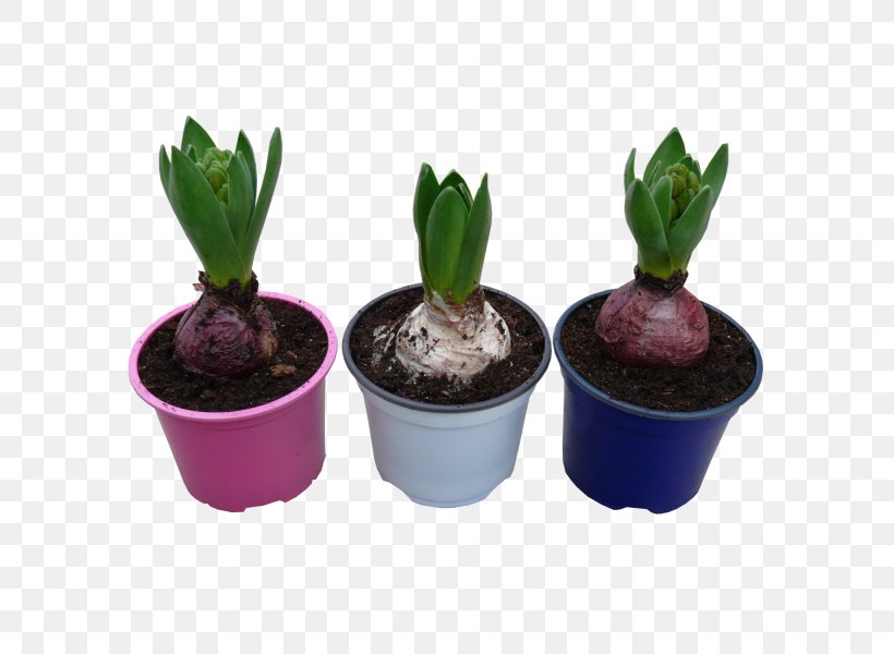Flowerpot Purple, PNG, 600x600px, Flowerpot, Cactus, Plant, Purple Download Free