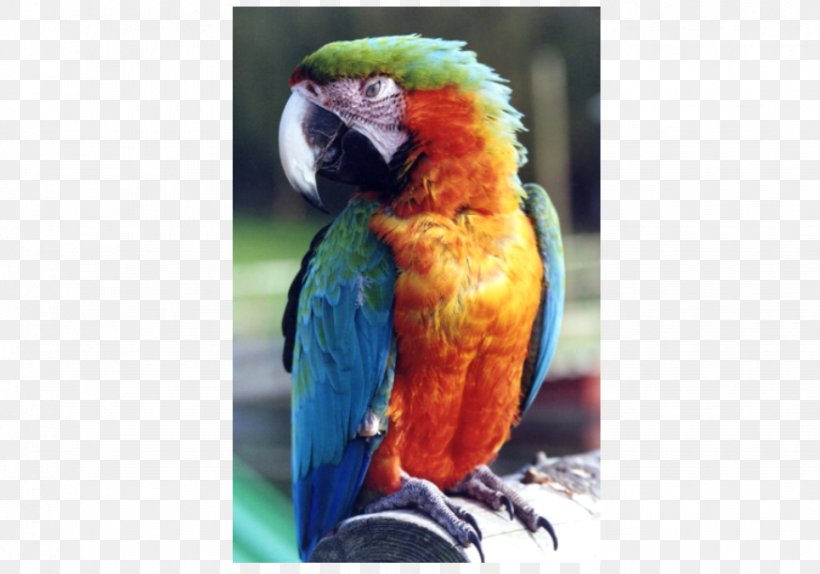 Welsh Hawking Centre Macaw Parakeet Lories And Lorikeets Tourist Attraction, PNG, 874x612px, Welsh Hawking Centre, Beak, Bird, Car, Car Park Download Free