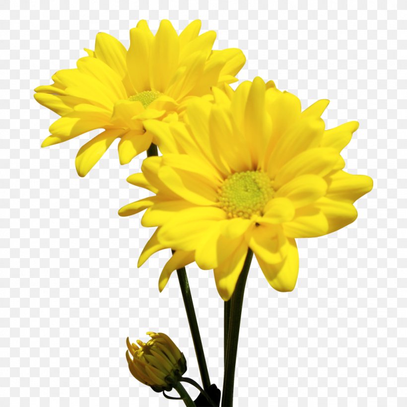 Chrysanthemum Oxeye Daisy Cut Flowers Ohio Marguerite Daisy, PNG, 1024x1024px, Chrysanthemum, Chrysanths, Cut Flowers, Dahlia, Daisy Family Download Free