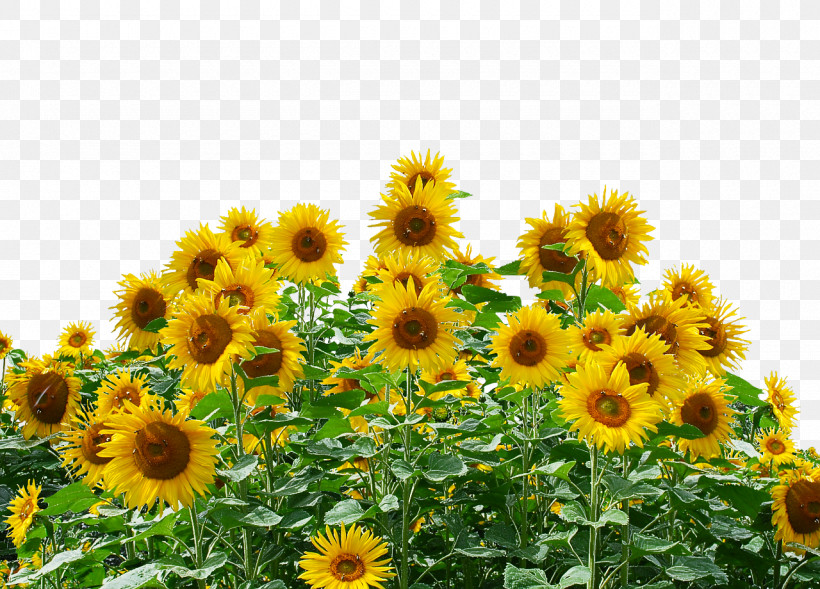 Common Sunflower Sunflower Seed Sunflower Oil Seed Daisy Family, PNG, 1280x920px, Common Sunflower, Agriculture, Annual Plant, Daisy Family, Field Download Free