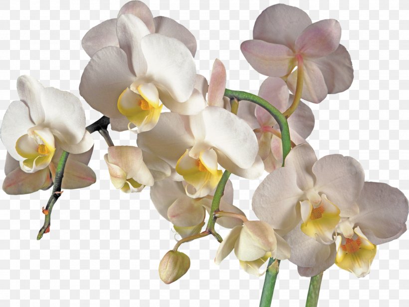 Orchids Flower Clip Art, PNG, 1600x1201px, Orchids, Branch, Cattleya, Cattleya Orchids, Cut Flowers Download Free