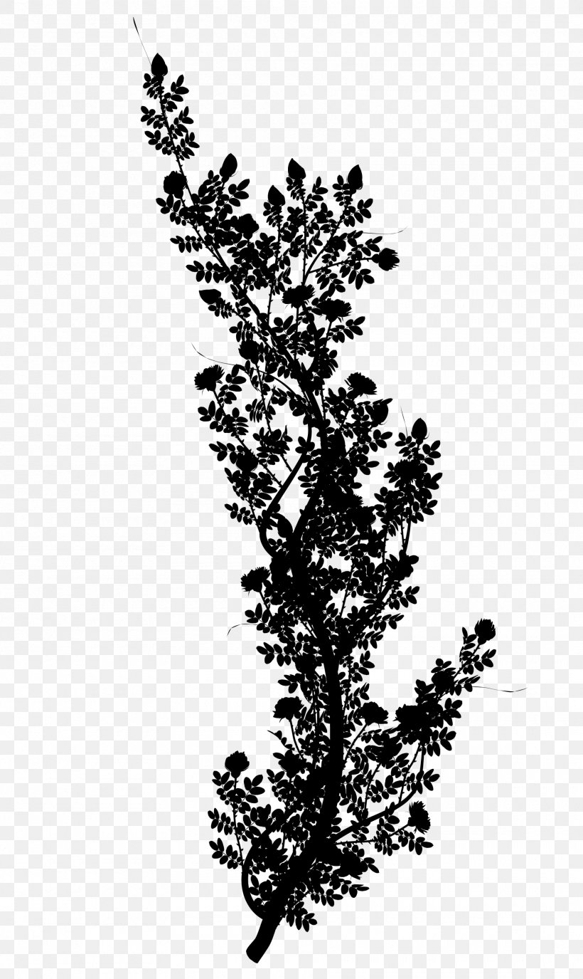 Twig Plant Stem Leaf Pine Plants, PNG, 1820x3053px, Twig, American Larch, Branch, Flower, Leaf Download Free