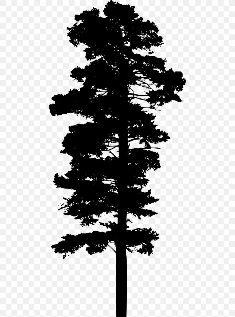 Fir Pine Tree, PNG, 480x1105px, Fir, Austral Pacific Energy Png Limited, Black, Black And White, Black Pine Download Free