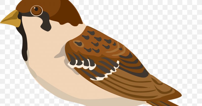 House Sparrow Bird Clip Art Vector Graphics, PNG, 1200x630px, Sparrow, Art, Bird, Desert Sparrow, Eurasian Tree Sparrow Download Free