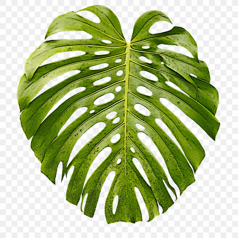 Leaf Monstera Deliciosa Green Plant Flower, PNG, 1600x1600px, Leaf, Alismatales, Anthurium, Arum Family, Flower Download Free