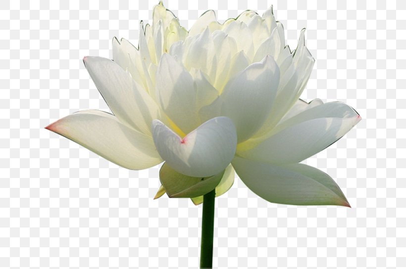 Nelumbo Nucifera Pygmy Water-lily Flower, PNG, 642x544px, Nelumbo Nucifera, Aquatic Plant, Aquatic Plants, Artificial Flower, Bud Download Free