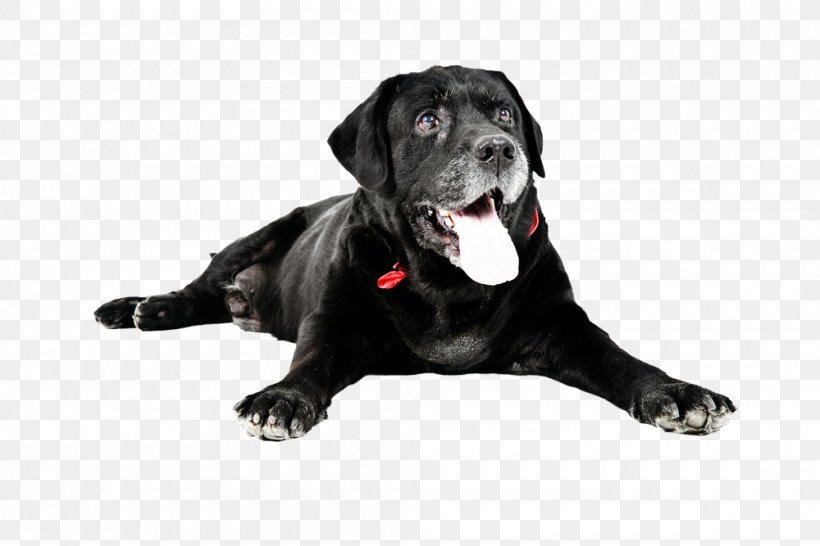 Labrador Retriever Cat Dog Breed Veterinarian Pet, PNG, 1000x667px, Labrador Retriever, Carnivoran, Cat, Dog, Dog Breed Download Free