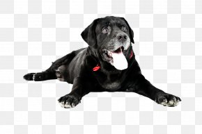Cat - Labrador Retriever Cat Dog Breed Veterinarian Pet PNG