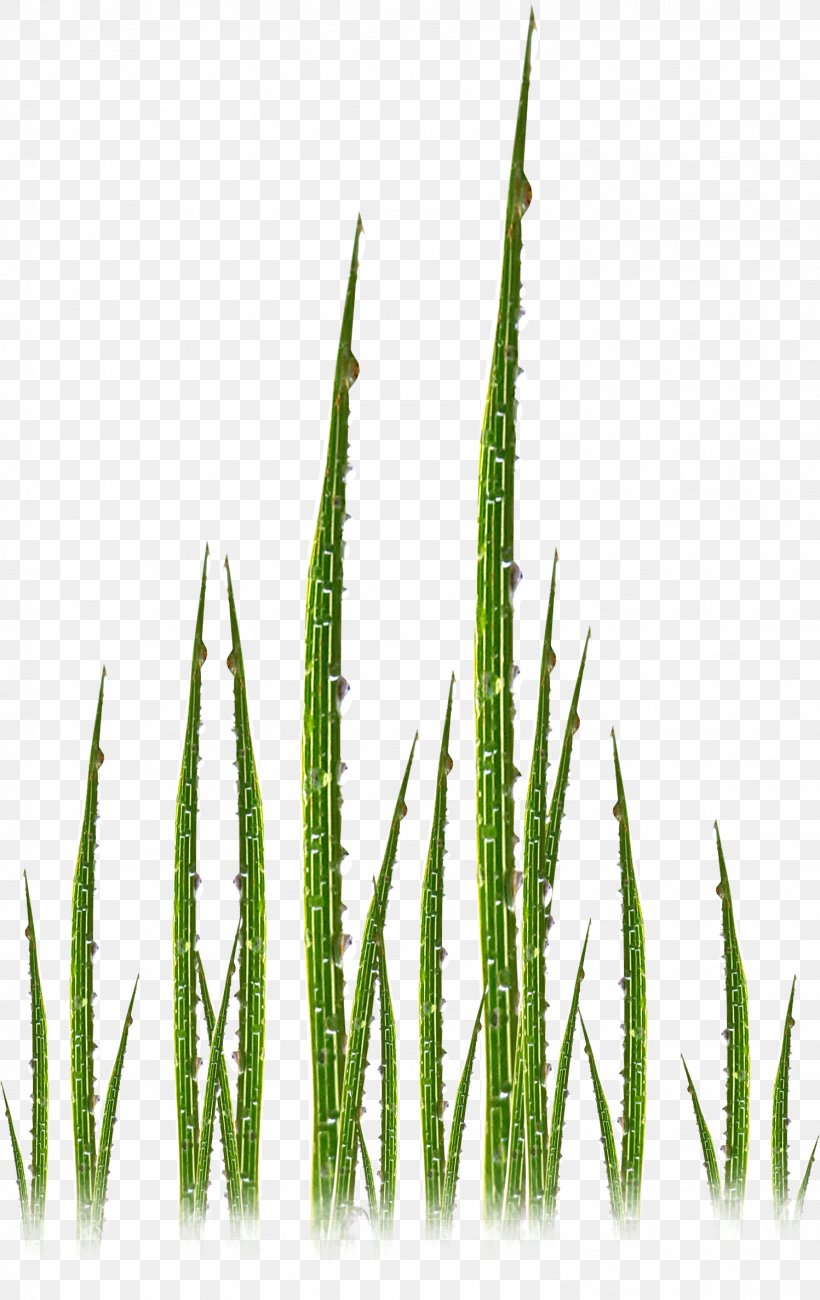 Grasses Commodity Plant Stem Family, PNG, 1497x2375px, Grasses, Commodity, Family, Grass, Grass Family Download Free