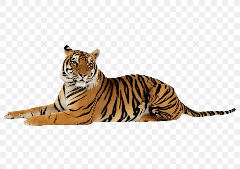 Lion Felidae Project Tiger Bengal Tiger, PNG, 807x578px, Lion, Animal Figure, Bengal Tiger, Big Cat, Big Cats Download Free
