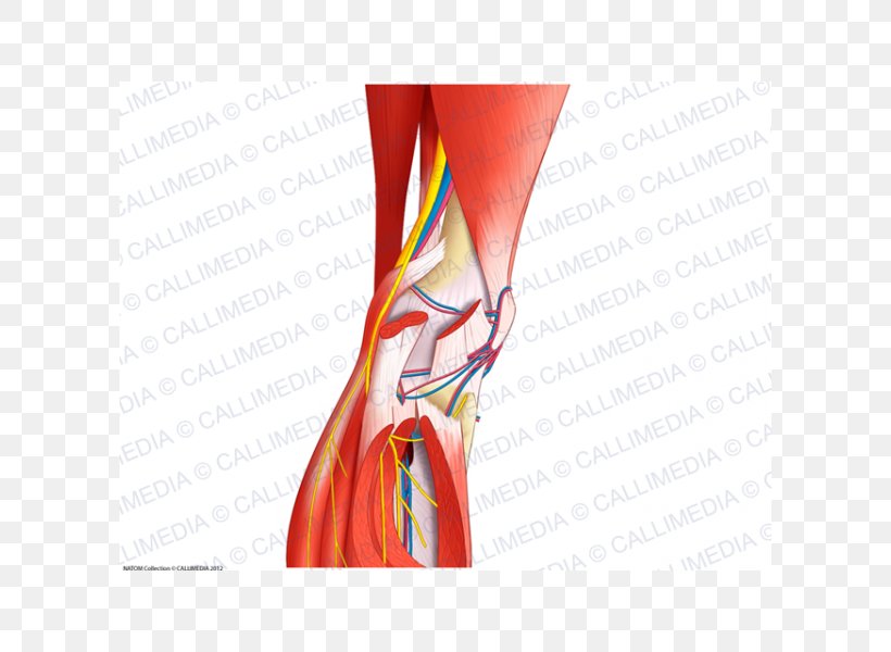 Nerve Knee Articularis Genus Muscle Blood Vessel, PNG, 600x600px, Watercolor, Cartoon, Flower, Frame, Heart Download Free