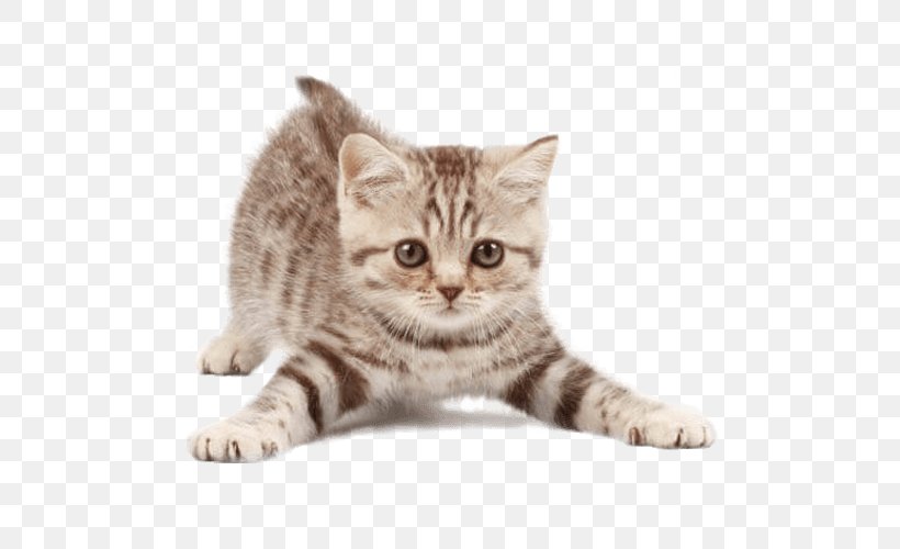 Cat Pet Sitting Kitten Dog, PNG, 500x500px, Cat, American Shorthair, American Wirehair, Android, Asian Download Free