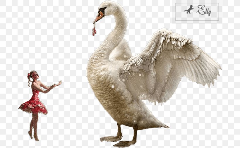 Ik heb het erkend Overstijgen makkelijk te gebruiken Duck .nl JouwWeb Feather Night, PNG, 700x506px, Duck, Beak, Bird, Ducks  Geese And Swans, Fauna Download