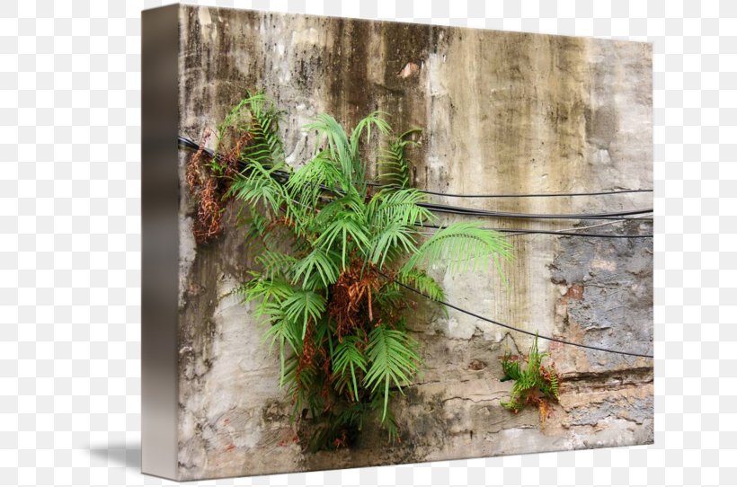 Tree Flowerpot Herb, PNG, 650x542px, Tree, Flora, Flowerpot, Grass, Herb Download Free