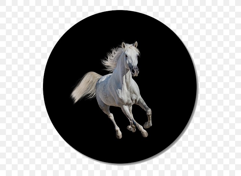 Arabian Horse Andalusian Horse Mustang Gallop Stallion, PNG, 600x600px, Arabian Horse, Adobe Systems, Andalusian Horse, Gallop, Horse Download Free
