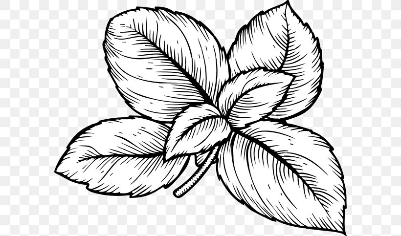 Basil Herb Italian Cuisine Drawing Clip Art, PNG, 598x483px, Basil, Artwork, Black And White, Culinary Arts, Drawing Download Free