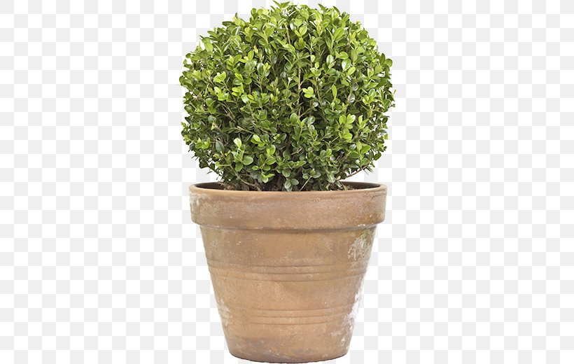 Box Topiary Tree Plant, PNG, 520x520px, Box, Ball, Evergreen, Flowerpot, Garden Download Free