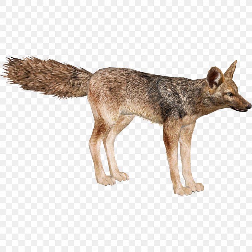 Jackal Wolf Coyote Red Fox, PNG, 1112x1112px, Jackal, Animal, Carnivoran, Copyright, Coyote Download Free