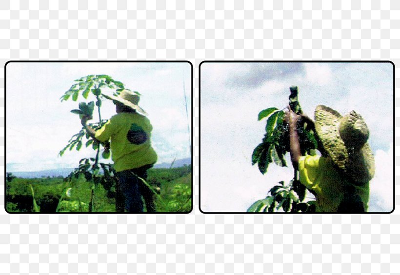 Pará Rubber Tree Natural Rubber Plantation Management, PNG, 801x564px, Tree, Grass, Management, Natural Rubber, Plant Download Free