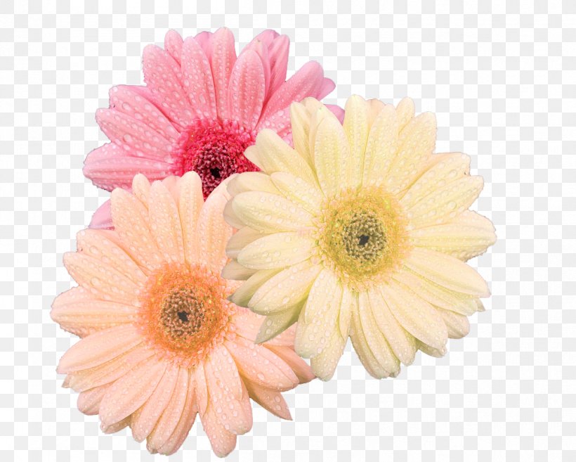 Chrysanthemum Transvaal Daisy Cut Flowers Floral Design, PNG, 1207x968px, Chrysanthemum, Artificial Flower, Chrysanths, Cut Flowers, Daisy Download Free