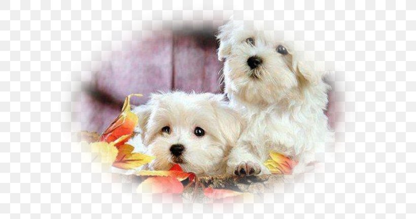 Maltese Dog Bolognese Dog Poodle Bichon Frise Puppy, PNG, 604x431px, Maltese Dog, Animal, Bichon, Bichon Frise, Bolognese Download Free