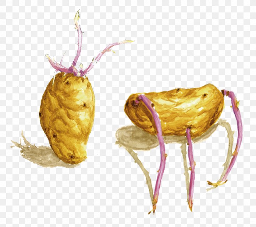 Potato Fruit Drawing Mount Tongkoko, PNG, 1074x956px, Potato, Apple, Drawing, Education, Food Download Free