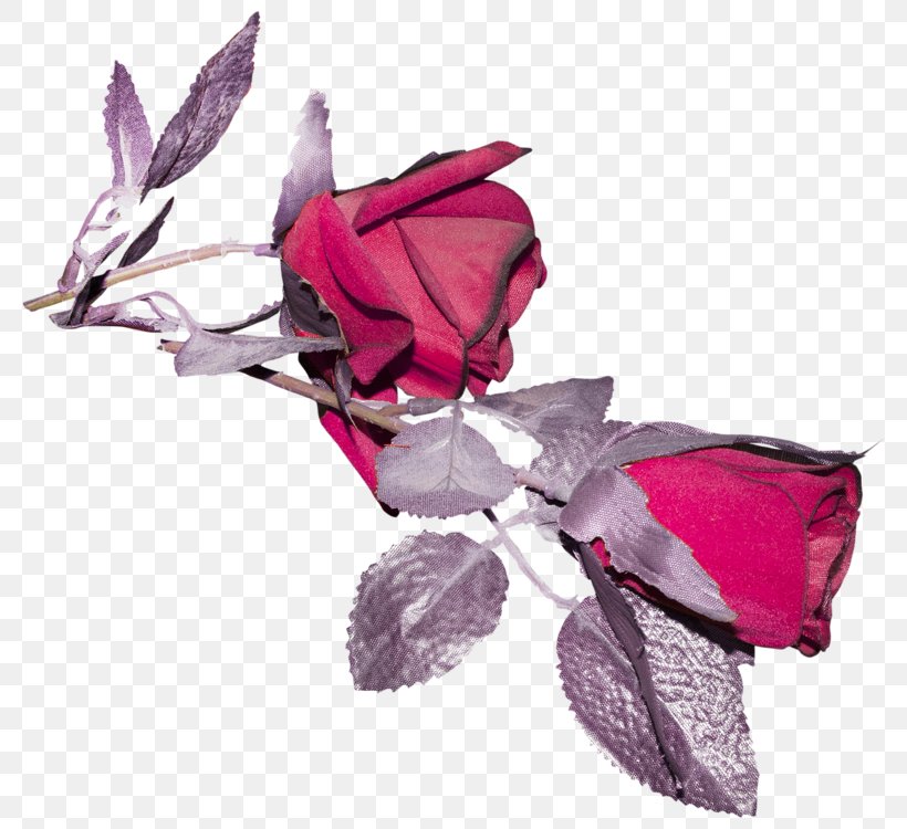 Rose Family Cut Flowers Petal Pink M, PNG, 800x750px, Rose Family, Cut Flowers, Family, Flower, Flowering Plant Download Free