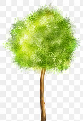 Tree - Drawing Tree Clip Art PNG