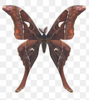 Butterfly - Butterfly Hercules Moth Australia Saturniids PNG