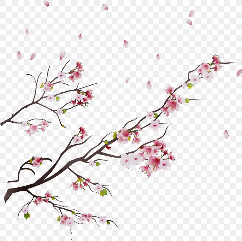 Cherry Blossom Vector Graphics Design ST.AU.150 MIN.V.UNC.NR AD, PNG, 1989x1983px, Cherry Blossom, Blossom, Botany, Branch, Cherries Download Free