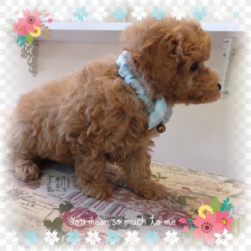Toy Poodle Miniature Poodle Cockapoo Goldendoodle Schnoodle, PNG, 1200x1200px, Toy Poodle, Breed, Carnivoran, Cavapoo, Cockapoo Download Free