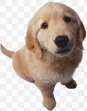 Golden Retriever - Golden Retriever Puppy Bulldog Cat PNG