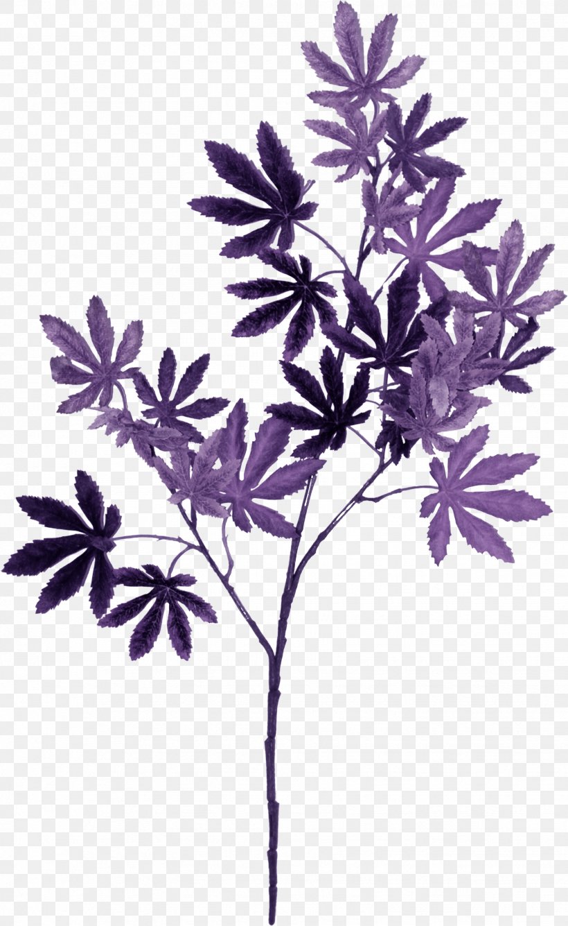 Violet Lilac Purple Leaf Color, PNG, 1751x2851px, Violet, Branch, Color, Flora, Flower Download Free