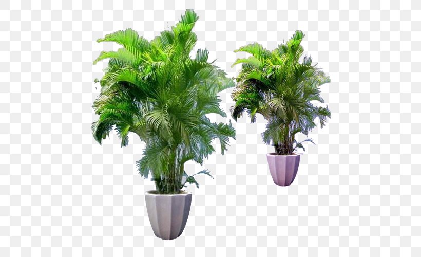 Bamboo Flowerpot Houseplant Areca Palm, PNG, 500x500px, Bamboo, Areca Palm, Arecaceae, Bonsai, Evergreen Download Free