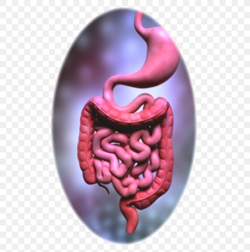 Nutrient Gastrointestinal Tract Digestion Human Digestive System Human Body, PNG, 603x827px, Watercolor, Cartoon, Flower, Frame, Heart Download Free