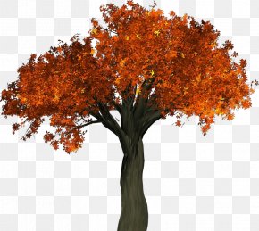 Cut Flowers Deciduous - Orange PNG
