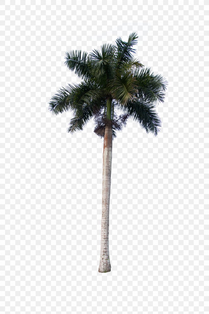 Asian Palmyra Palm Coconut Palm Trees Date Palm Oil Palms, PNG, 3456x5184px, Asian Palmyra Palm, Arecales, Attalea Speciosa, Borassus, Borassus Flabellifer Download Free