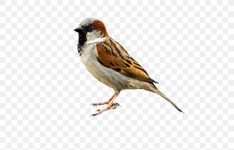 Bird Eurasian Tree Sparrow Critter Control Wildlife, PNG, 553x525px, Bird, American Tree Sparrow, Animal, Animal Control And Welfare Service, Beak Download Free