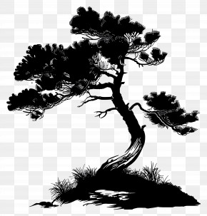 Pine Tree Silhouette PNG